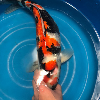 銀鱗昭和　50センチ　メス