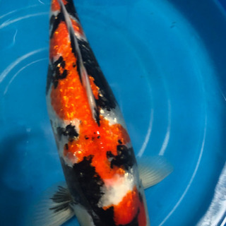 銀鱗昭和　50センチ　メス 銀鱗昭和 50センチ メス