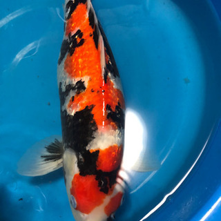 銀鱗昭和　50センチ　メス