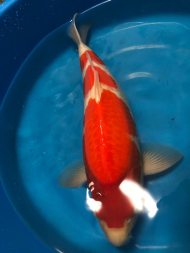 大日紅白　45センチ　雄雌不明