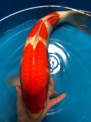 大日紅白　45センチ　雄雌不明