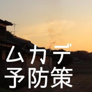 【教えてください】素人にできるムカデ予防策