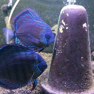 ディスカス☆原種ワイルドクロス☆ペア【産卵中！】