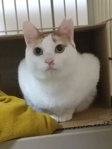 仲良しバディでトライアル中です ぼんぼん尻尾 おかっぱ模様の白茶レディ 綾野 あざみ野の猫の里親募集 ジモティー