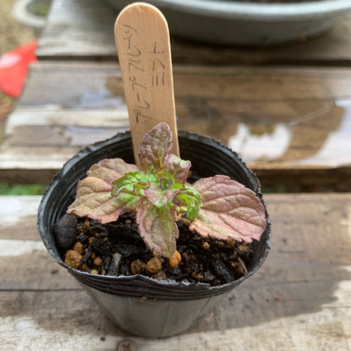 グレープフルーツミント 植物苗 ミント みんみん 三ツ境の生活雑貨の中古あげます 譲ります ジモティーで不用品の処分