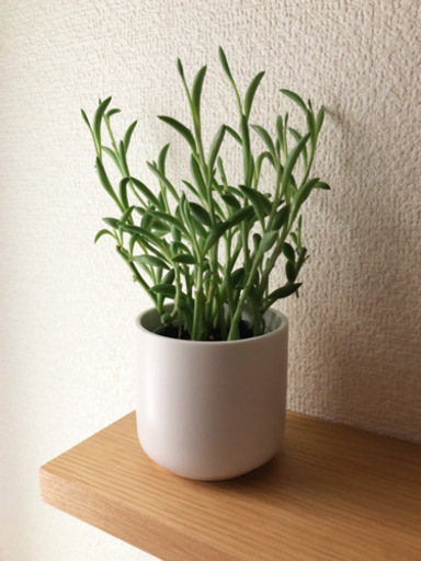 観葉植物　三日月ネックレス　無印良品の有田焼の鉢付き