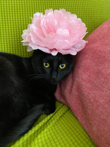 日本製の猫のぬいぐるみ アビシニアン 黒猫 こげ茶猫 3匹セット 