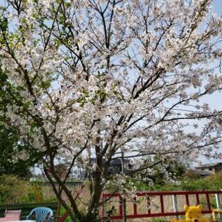 【ネット決済】大きな桜の木！！！あげます！！