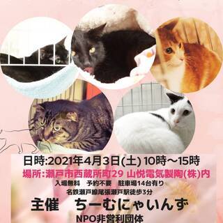 猫の譲渡会 IN 瀬戸 ～ ちーむ にゃいんず 2021年4月3日開催の画像