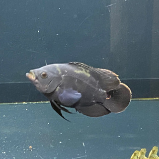 バラマンディ　オスカー　大型魚