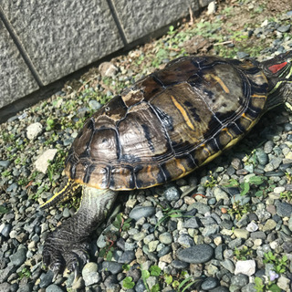 アカミミガメを探しています - 秦野市