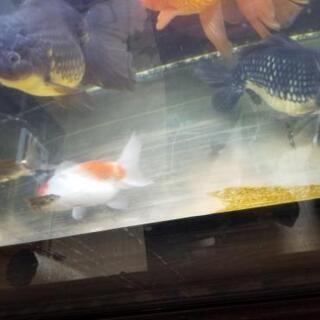 引き取り限定 2日まで 特大金魚10匹セット Taku 滋賀里のその他の中古あげます 譲ります ジモティーで不用品の処分 引き取り限定 2日まで 特大金魚10匹セット Taku 滋賀里のその他の中古あげます 譲ります ジモティーで不用品の処分