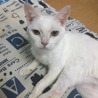 10歳の大人しいメスの白猫です − 東京都