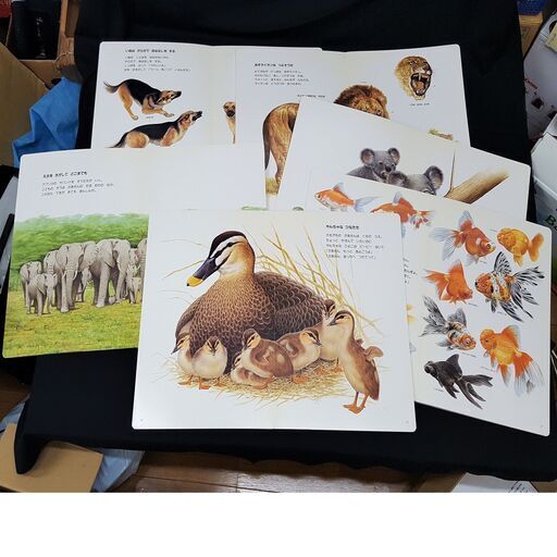 絶品 図鑑絵本ビッグチャム 全8巻 送料無料 図鑑 ちしき