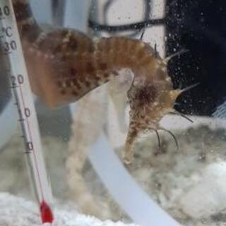 海水魚 タツノオトシゴ ドラゴン ペア