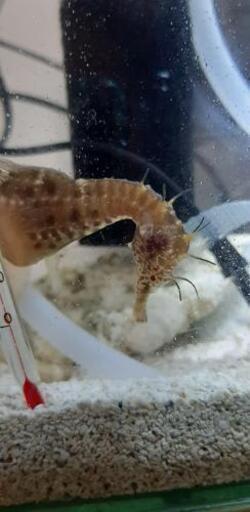 海水魚　タツノオトシゴ　ドラゴン　ペア