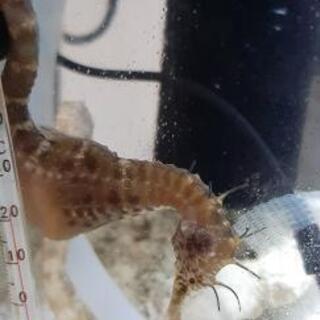 海水魚 タツノオトシゴ ドラゴン ペア Alba Com Gt