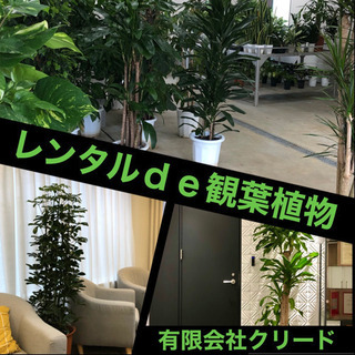 ❤️気軽に観葉植物‼️  🌴レンタルだといつも元気な植物なんです😊