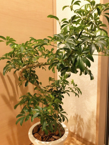 観葉植物　曲げ木の大きめのシェフレラ（カポック）　80cm以上　6号鉢付き