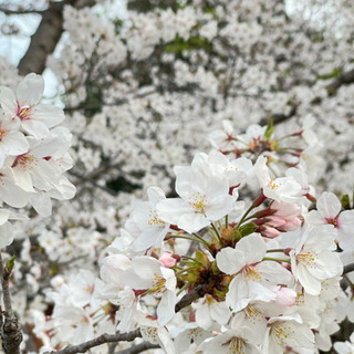 4月2日夜桜でお花見します✨