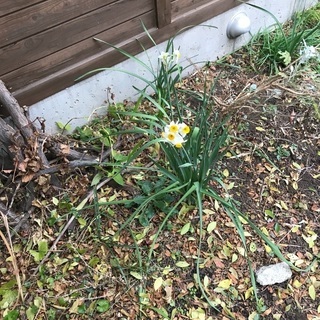 水仙 雪中花 冬の花-ご要望が有れば、地面から引き抜きます。