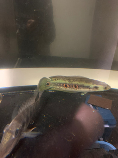 1200.600.600アクリル  ※限定値下げ　　アクリル 水槽　セット　大型