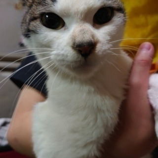 トラメス猫里親さん大至急募集の画像