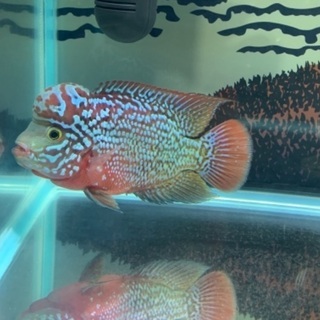 熱帯魚スーパーレッドカムファ(フラワーホーン) タイから