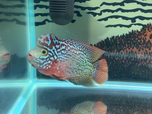 熱帯魚スーパーレッドカムファ(フラワーホーン) タイから
