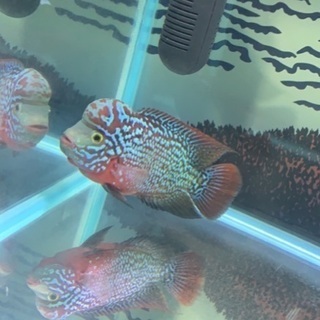 熱帯魚スーパーレッドカムファ(フラワーホーン) タイから