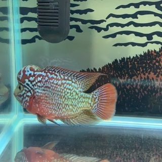 熱帯魚スーパーレッドカムファ(フラワーホーン) タイから