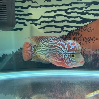 熱帯魚スーパーレッドカムファ(フラワーホーン) タイから