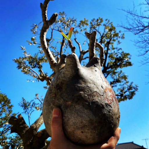 グラキリス　現地球　発根済み