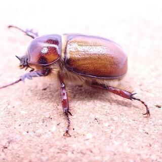 ゴロファ・ミヌトゥス幼虫５頭セット(カブトムシ・クワガタ)