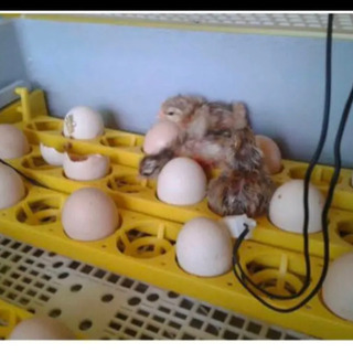 LED 鳥類専用孵卵器　孵化器　ふ化器　インキュベーター