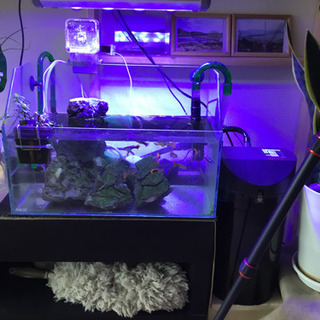 人気絶頂 引き取り限定 セット品 45センチ水槽 魚用品 水草 Www Dakekamba Com