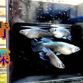 茨城県 笠間市の中古メダカが無料 格安で買える ジモティー 茨城県 笠間市の中古メダカが無料 格安で買える ジモティー