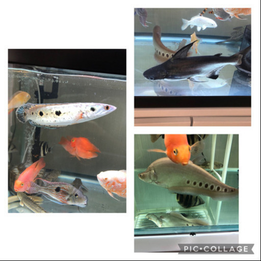 3匹セットです！