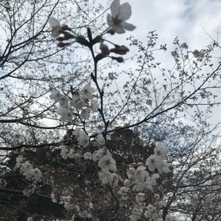 少人数でお花見🌸