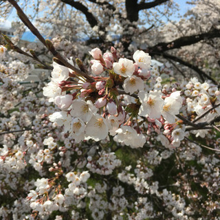 【4/3お昼※急募※】桜並木を歩こう(*´∀`*)