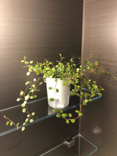 観葉植物　ワイヤープランツ　無印良品の底面給水鉢