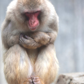 野生、野鳥、動物園、水族館で写真とる