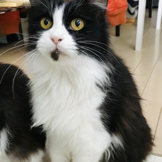 東京都 港区の猫の里親募集 ジモティー 東京都 港区の猫の里親募集 ジモティー