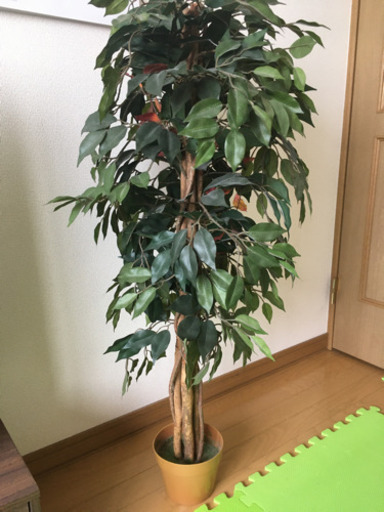 観葉植物フェイクグリーン値段交渉承ります しん 千歳のその他の中古あげます 譲ります ジモティーで不用品の処分 観葉植物フェイクグリーン値段交渉承ります しん 千歳のその他の中古あげます 譲ります ジモティーで不用品の処分