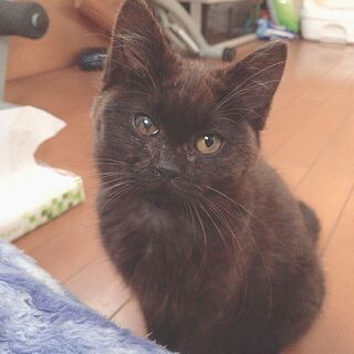 茨城県の捨て猫 里親募集 ジモティー