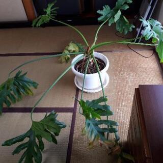 観葉植物セロームです。