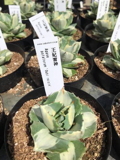 観葉植物　アガベ　王妃雷神白中斑