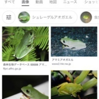 中古アマガエルが無料 格安で買える ジモティー