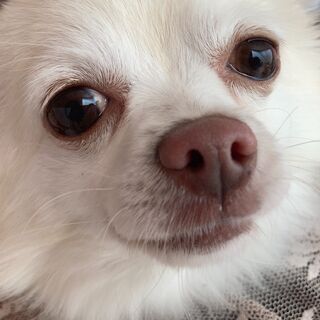 かまってちゃんなチワワ ゆず 小さな天使club 勝野の犬の里親募集 ジモティー