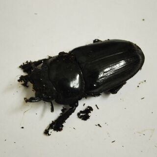 国産オオクワガタ能勢YG血統オス84ｍｍメス52.5ｍｍペア　ケース付き
